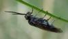 Dolerus sp.